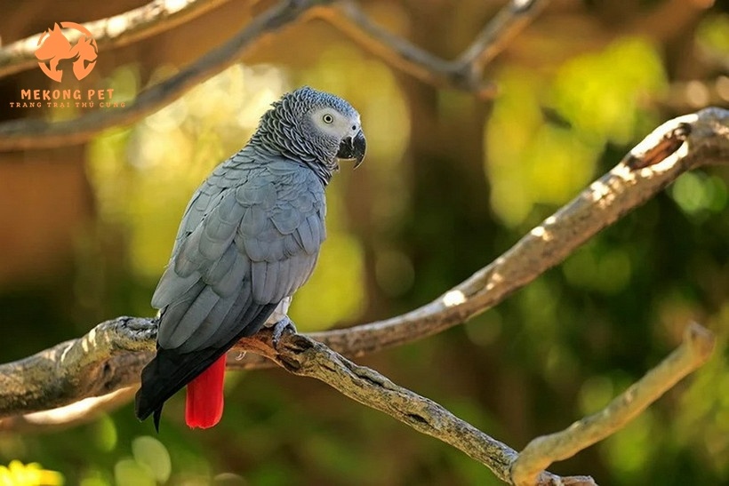 Vẹt xám châu phi có nói được không?